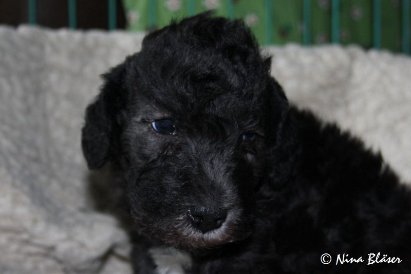 Rüde 2009-06-14 (17).JPG